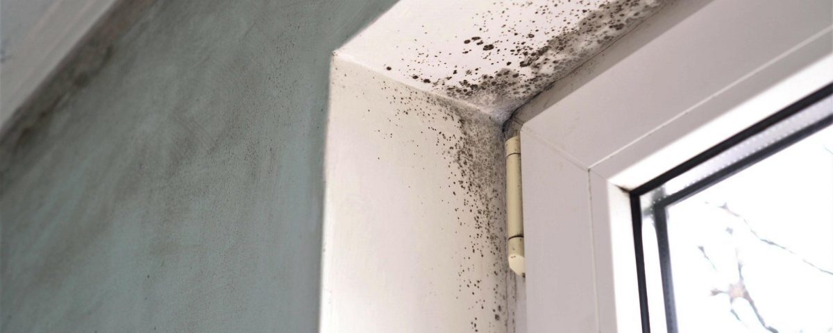 mold on the walls