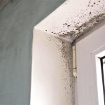 mold on the walls