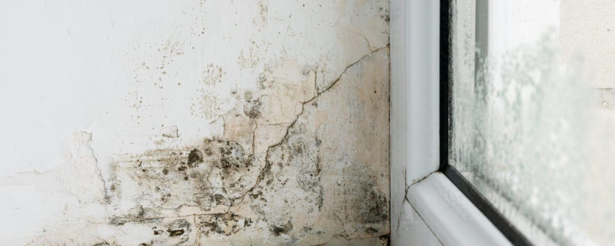 mold on the walls