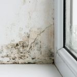 mold on the walls