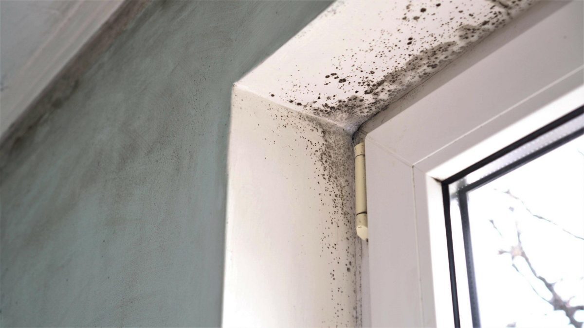 mold on the walls